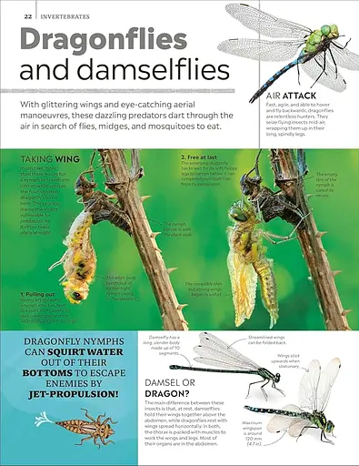 Eyewitness Encyclopedia of Animals - фото 2