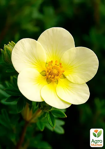 Перстач Чагарниковий "Limelight" (187854) 1 саженец - фото 2