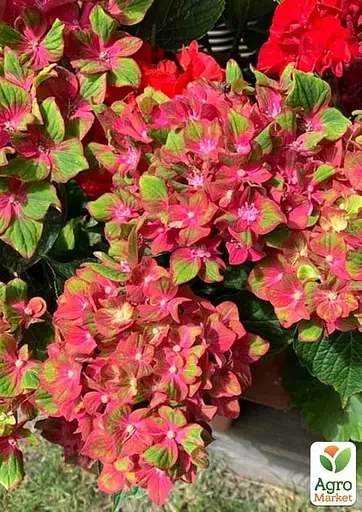 Гортензія квітуча крупнолистова "Magical Ruby Tuesday" вазон С1,5 (184871) 1 саженец - фото 3