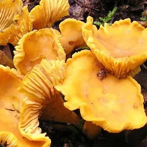 Сухий зерновий міцелій "Лисичка жовта" 100г (45192) - фото 1