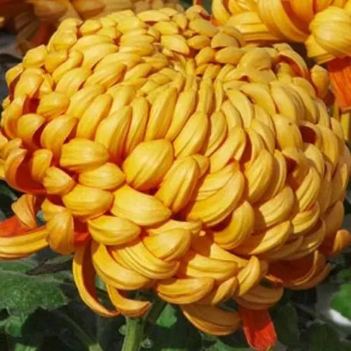 Хризантема "Orlando Dore" (низкоросшая крупноцветная) (189676) 1 саженец - фото 1