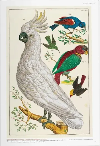 Seba. Cabinet of Natural Curiosities - фото 3