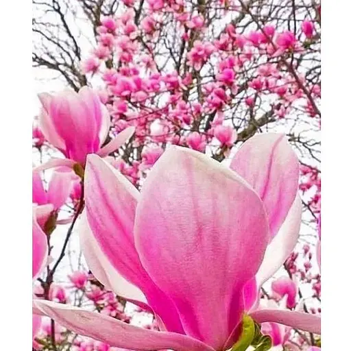 Магнолія 3-х річна Суланжа "Alexandrina" (висота 40-50см) (60452) 1 саженец - фото 1