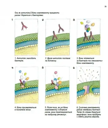 Герої та лиходії в нашому тілі - фото 9