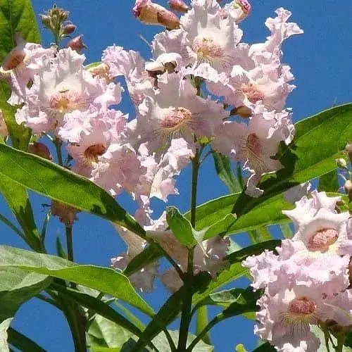 Читальпа ташкентська Summer Bells висота 50-60 см (183871) 1 саджанець в упаковці - фото 1