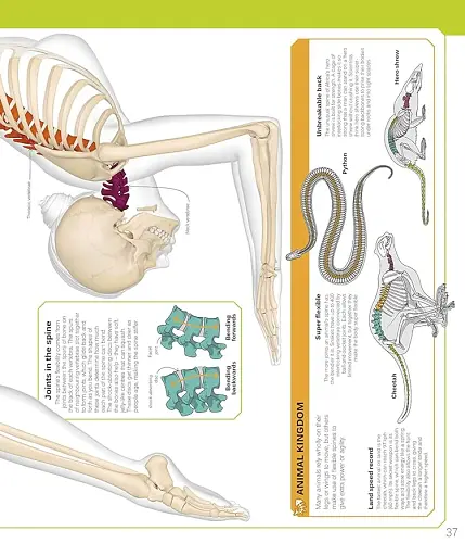 The Skeleton Book. Get to Know Your Bones, Inside Out - фото 5