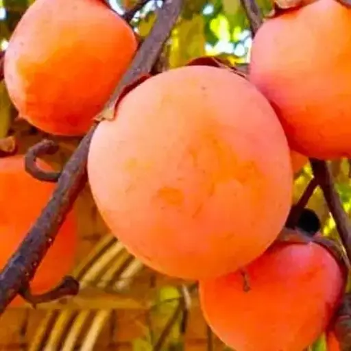 Хурма Agro-Market "Божий дар" (сіянець) (87671) 1 саджанець в упаковці - фото 1