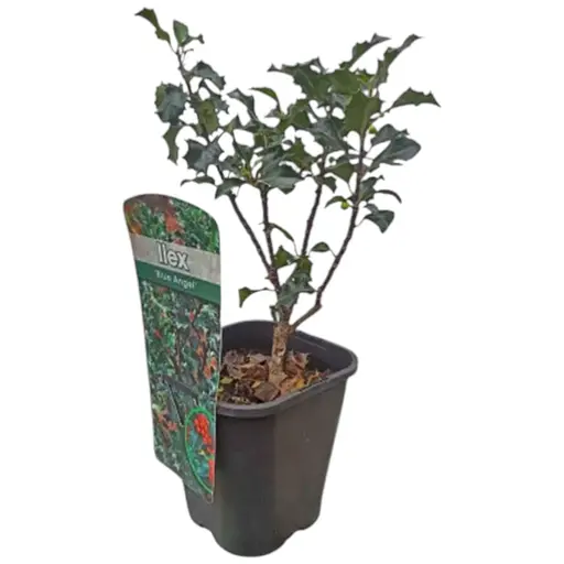 Пальма Мезерва 2-летняя Blue Angel (С1.5, высота 20-40 см) (175646) 1 саженец в упаковке - фото 1