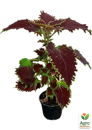 Колеус Main Street Oxford Street 1 саженец (182533)  - фото 2