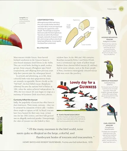 The Bird Book - фото 5