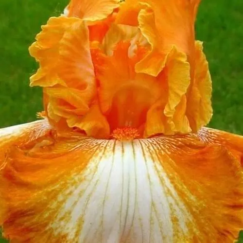 Ірис бородатий великоквітковий "Cajun Rhythm" (50813) 1 шт - фото 4