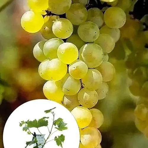 LMTD Виноград ранний Agro-Market Vroege van der Laan (сортовой, укорененный) (185701) 1 саженец в упаковке Нидерланды - фото 2