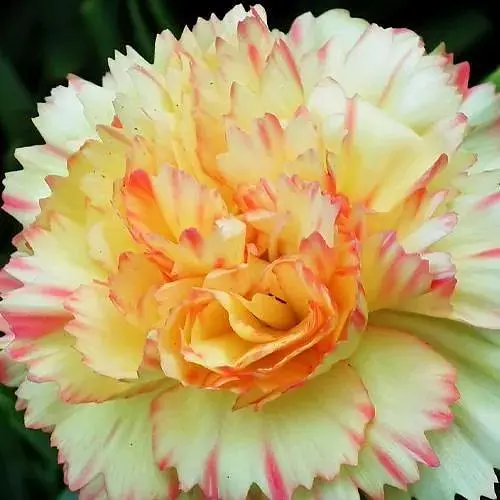 Гвоздика Махрова "Colores Oro" (188608) 1 саженец - фото 1