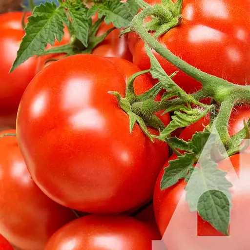 Томат Садиба Кемпбелл 33, 0.5 г 