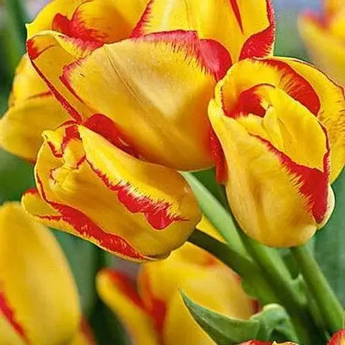 Тюльпан "Outbreak" (багатоквітковий) (186167) 2 шт - фото 1