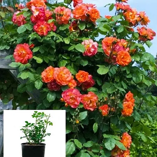 Троянда в контейнері плетиста "Wonderful World" (саджанець класу АА+) (180856) 1 саженец - фото 4