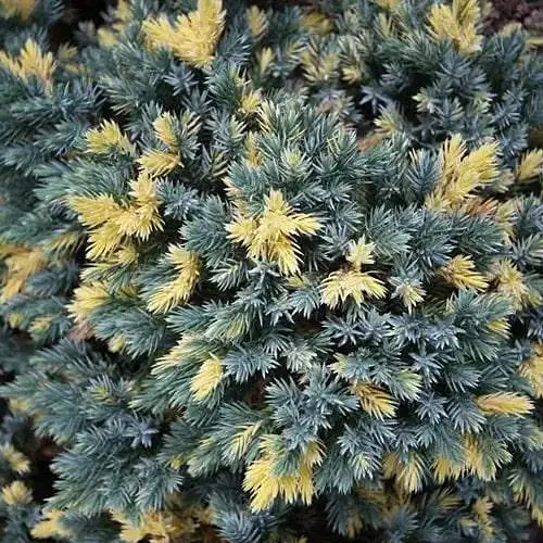 Ялівець лускатий 4-річний Floreant С3 діаметр 15-20см (188944) 1 саджанець - фото 1