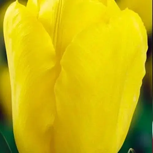 Тюльпан "Kikomachi" 3 шт (17056) - фото 1