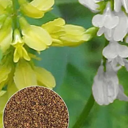 Вес Веса Донник смесь на за 50 г (49848) - фото 1