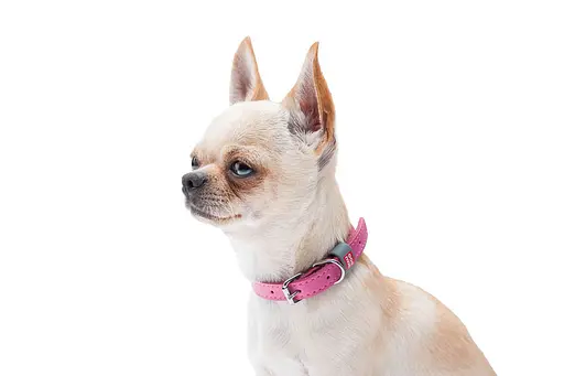 Нашийник для собак шкіряний Waudog Classic Ш 12 мм Д 19-25 см рожевий - фото 4