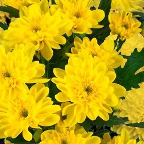 Хризантема букетная срезочная "Zembla Yellow" (152956) 1 саженец - фото 1
