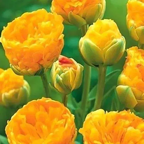 Тюльпан "Double Beauty of Apeldoorn" 3 шт (17116) - фото 1