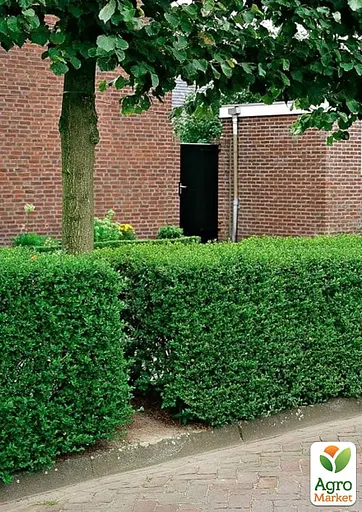 Бирючина звичайна (Ligustrum vulgare) С2 висота 25-35см (185305) 1 саджанець - фото 3