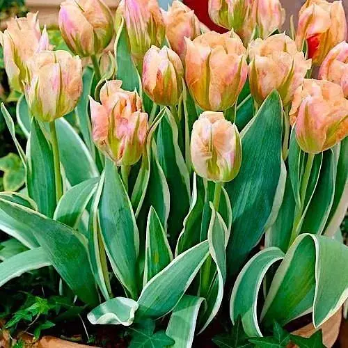 Тюльпан "China Town" (156300) 2 шт - фото 1