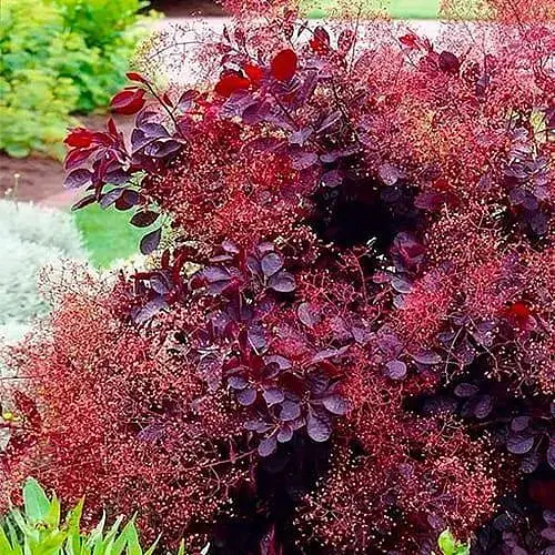 Скумпия 3-летняя "Dusky Maiden" С3 высота 50-70см (187474) 1 саженец - фото 1