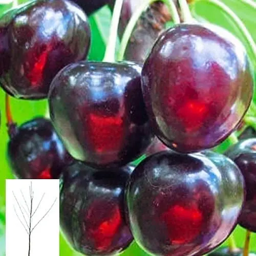 Вишня "Шоколадница" укоренена в контейнере (саженец 2 года) (153034) 1 саженец в упаковке - фото 1