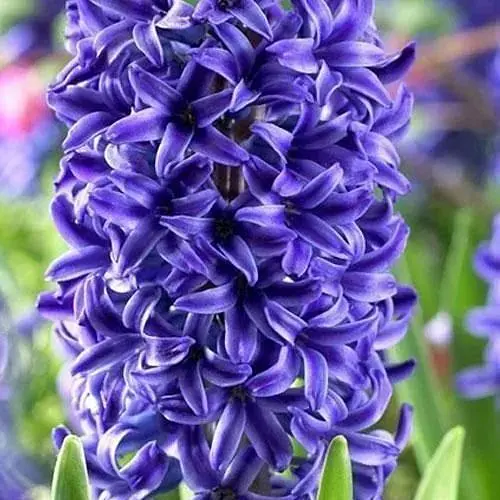 Гиацинт "Peter Stuyvesant" 2 шт (17221) - фото 1