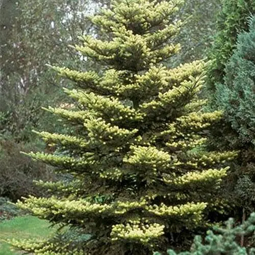 Ялиця корейська Agro-Market Aureа С7.5 висота 50-60 см 188148 1 саджанець в упаковці - фото 1