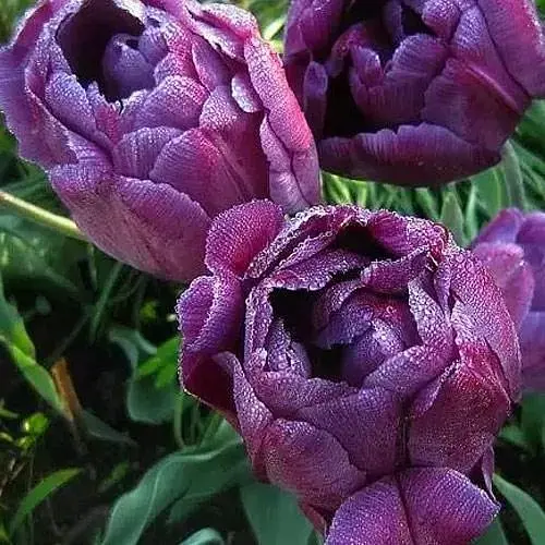 Тюльпан "Blue Diamond" (186228) 2 шт - фото 1