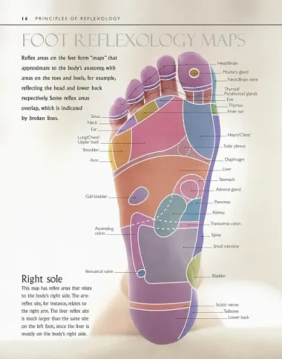 Reflexology - фото 2