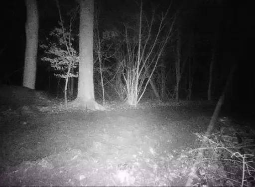 Камера фотоловушка 4G 2560x1920 5mp/12mp 4.0CG - фото 7