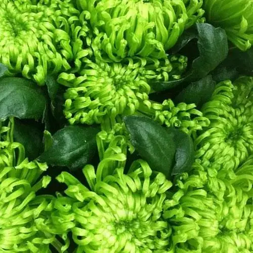 Хризантема "Anastasia Dark Green" (низкорослая крупноцветная) (185956) 1 саженец - фото 1