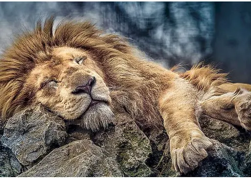 Пазл Trefl Сплячий лев 1000 ел. (10447) - фото 2