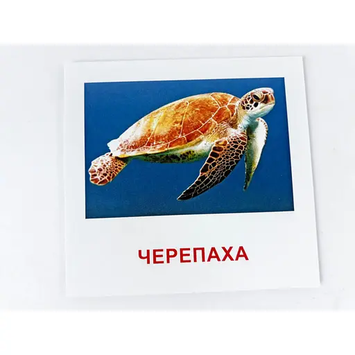 Картки міні Zirka Морські жителі 110х110 мм UA-ENG 72752 - фото 2