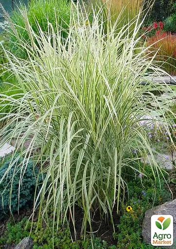 Райграс клубненосный Arrhenatherum bulbosum (многолетний декоративный злак) (152232) 1 саженец - фото 5