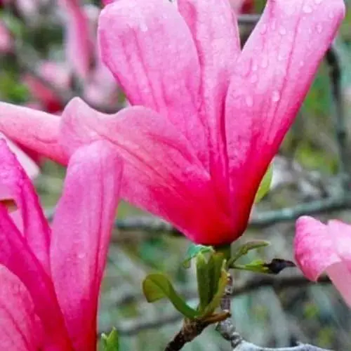 Магнолия 4-летняя гибридная "Galaxy" С3 (высота 90-120см) (187610) 1 саженец - фото 1