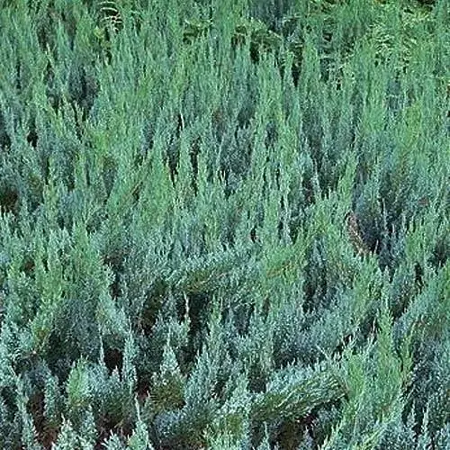 Ялівець горизонтальний "Alpina" (контейнер Р9 висота 10-15см) (39017) 1 саджанець - фото 1