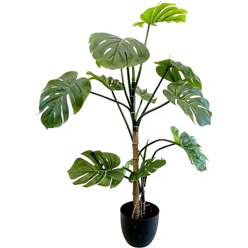 Монстера Hvoya в горщику 115 см