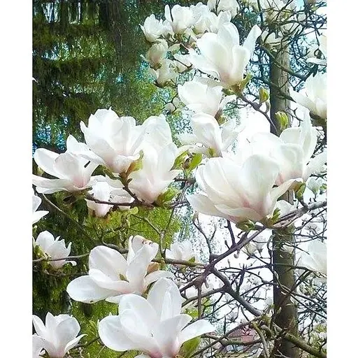 Магнолія 3-річна суланжа "Alba Superba" (висота 60-80см) (166999) 1 саженец - фото 1