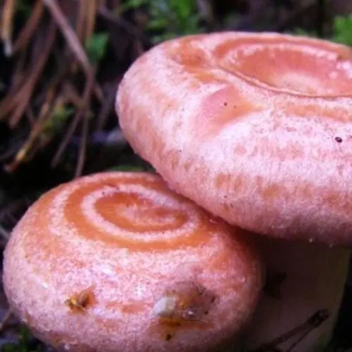 Сухий зерновий міцелій "Волнушка рожева" 100г (45561) - фото 1