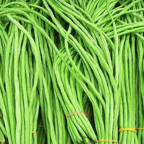 Вигна Весна Китайская (в банке) Органик 10г (46691) - фото 2