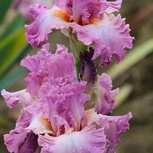 Ірис бородатий крупноквітковий "Performing Arts" (61810) 1 шт - фото 1