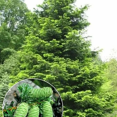 Пихта Великая Agro-Market Abies grandis горшок P9 189732 1 саженец в упаковке - фото 1