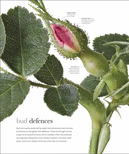 The Science of Plants - фото 17