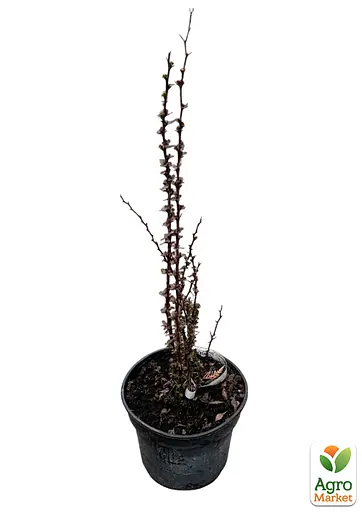 Барбарис Тунберга 3-х річний "Helmond Pillar" С3 висота саджанця 40-50см (185276) 1 саженец - фото 2