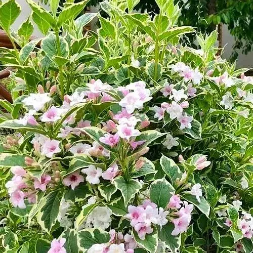 Вейгела 3-х річна "Splendid" С3 висота 80-100см (182503) 1 саженец - фото 1